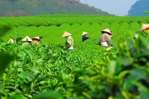 “Mời khách hàng nhập khẩu tới Việt Nam mua hàng” - cơ hội lớn cho doanh nghiệp xuất nhập khẩu