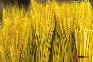 Bản tin tiêu dùng ngày 18/11: Cành lúa mì giá rẻ độc lạ thu hút chị em