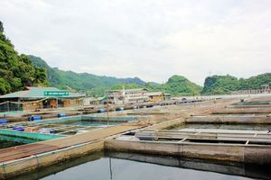Tiềm năng phát triển kinh tế nuôi trồng thủy sản trên lòng hồ thủy điện Hòa Bình