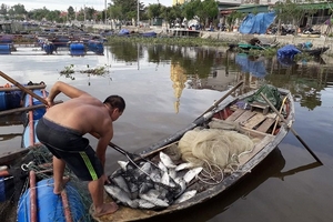 Thạch Hà, Hà Tĩnh: Nguyên nhân khiến cá nuôi lồng bè chết hàng loạt