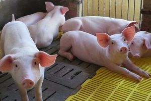 Giá lợn hơi hôm nay 11/9: Tiếp tục giảm 1.000 - 2.000 đồng/kg ở khu vực phía Nam