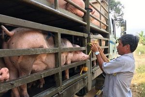 Giá lợn hơi hôm nay 7/1: Điều chỉnh tăng 1.000 - 5.000 đồng/kg