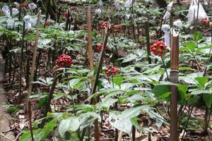 Sâm Ngọc Linh – Động lực mới cho phát triển bền vững vùng Tây Đà Nẵng