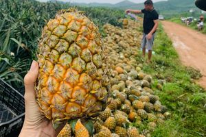 Liên kết phát triển vùng trồng dứa tại Hà Tĩnh: Hướng tới sản xuất bền vững