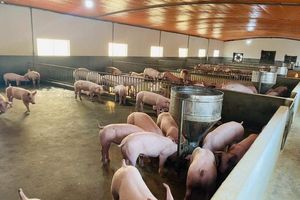 Giá lợn hơi hôm nay 8/12: Tiếp đà tăng tại nhiều tỉnh thành trên cả nước