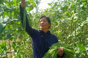 Lào Cai: Xã Gia Phú đưa sản phẩm đậu đũa ngâm muối ra thị trường thế giới