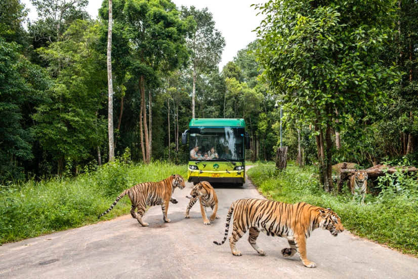 A group of tigers crossing a roadDescription automatically generated