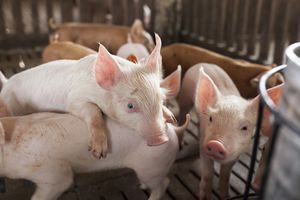 Giá lợn hơi hôm nay 10/11: Giảm tại nhiều địa phương trên cả nước