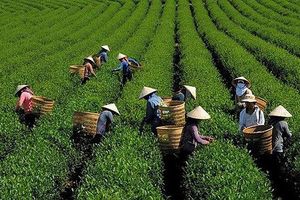 Thị phần chè của Việt Nam trong tổng lượng chè nhập khẩu của thị trường Hoa Kỳ giảm