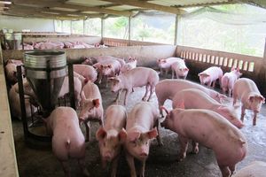 Giá lợn hơi hôm nay 2/11: Tăng giảm trái chiều ở một số địa phương