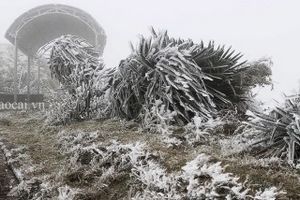 Video: Băng tuyết phủ trắng cành cây ngọn cỏ ở vùng núi Bắc Bộ