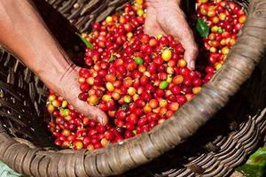 Nắng hạn Tây Nguyên: Cà phê Việt Nam đối mặt nguy cơ giảm sản lượng, giá thành tăng cao