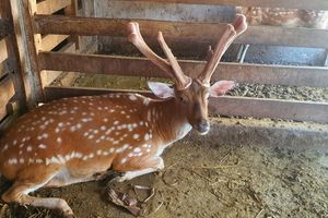 Hà Tĩnh: Phát triển thương hiệu hươu sao và dó trầm theo hướng bền vững