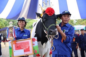 Sơn La: Tưng bừng Hội thi "Hoa hậu bò sữa" Mộc Châu 2018 lần thứ 15