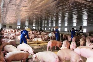 Giá lợn hơi hôm nay 30/10: Quay đầu giảm từ 1.000 đồng/kg đến 5.000 đồng/kg ở nhiều nơi