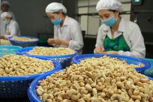 Tháng 4/2023, xuất khẩu hạt điều của Việt Nam đạt xấp xỉ 51,4 nghìn tấn