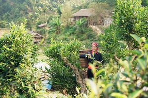 Lào Cai: Sản xuất chè hữu cơ - Xu hướng phát triển bền vững