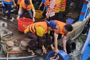 Thả cá tái tạo nguồn lợi thủy sản nhân dịp kỷ niệm Ngày truyền thống Ngành Thủy sản Việt Nam