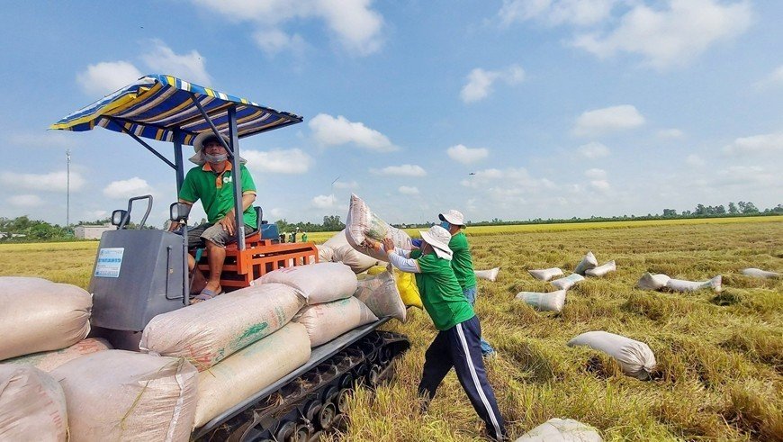 Bộ Công Thương: Xuất khẩu gạo những tháng cuối năm 2023 sẽ chịu tác động từ  nhiều yếu tố