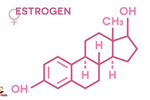 5 sự thật về Estrogen ít ai biết đến