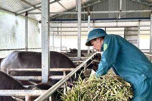 Lai Châu: Đẩy mạnh phát triển chăn nuôi đại gia súc tại huyện Tam Đường