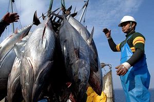 Cá ngừ xuất khẩu tiếp tục tăng cao