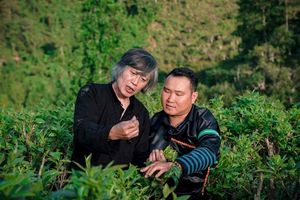 Yên Bái: Khẳng định vị thế trà Shan tuyết Phình Hồ