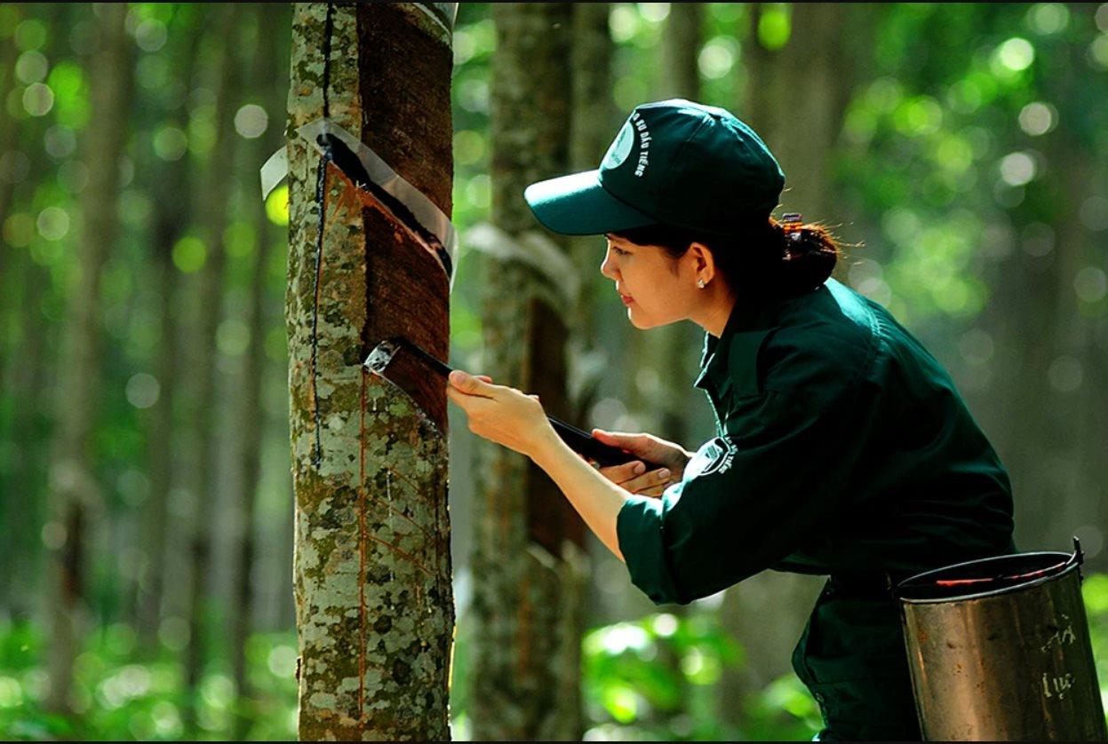 Phải hoàn thành kế hoạch”, Tập đoàn Cao su… điều chỉnh kế hoạch kinh doanh  2023