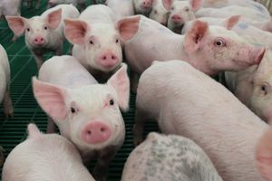 Giá lợn hơi hôm nay 28/8: Hai miền Bắc - Nam giảm nhẹ 1.000 - 2.000 đồng/kg tại một số địa phương