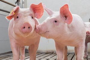 Giá lợn hơi hôm nay 18/6: Giảm nhẹ từ 1.000- 2.000 đồng/kg tại khu vực miền Nam