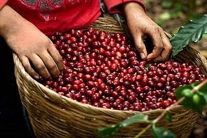 Giá cà phê Việt Nam tăng mạnh mặc xu hướng thế giới