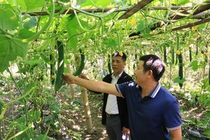 Lai Châu: Đẩy mạnh tái cơ cấu ngành nông nghiệp gắn với xây dựng nông thôn mới
