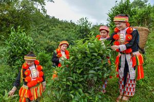 Tuyên Quang: Nâng cao giá trị cây chè gắn với mục tiêu người Việt Nam dùng hàng Việt Nam