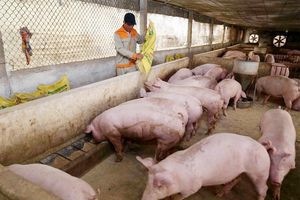 Giá lợn hơi hôm nay 23/1: Tăng cao nhất 7.000 đồng/kg trong tuần qua