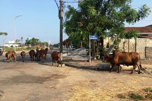 Hồng Lĩnh, Hà Tĩnh: Ô nhiễm môi trường do chăn nuôi