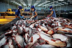 Xuất khẩu cá tra kỳ vọng hồi phục trong quý IV