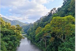 Quảng Bình: 10.700 chủ rừng được hưởng lợi từ việc bán tín chỉ Carbon