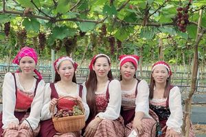 Hấp dẫn với du lịch trải nghiệm “vườn nho Thủy Thắng” ở Phú Thọ