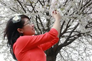 Anh đào bung nở giữa Praha