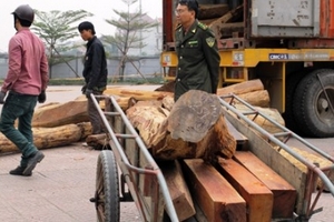 Hà Tĩnh: Kiểm tra lô gỗ trắc hàng chục tỷ đồng bị bắt giữ.