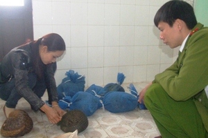 Hà Tĩnh: Bắt quả tang vận chuyển 38 kg tê tê trái phép
