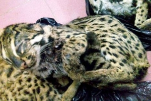 Nghệ An: Bắt đối tượng vận chuyễn động vật quý hiếm đi tiêu thụ