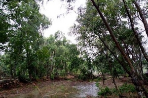 Hà Tĩnh: Mưa to, kèm theo gió lớn nhiều cây cối đổ sập trước bão