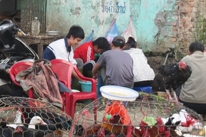 Hô biến chim cút thành đặc sản “bồ câu non”