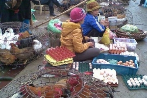 Nguy cơ bùng phát dịch cúm A/H7N9 dịp cuối năm