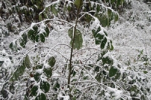 Người dân Lào Cai mất Tết vì mưa tuyết bất thường