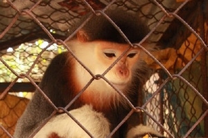 Chung tay “cứu” loài hoang dã khỏi bờ vực tuyệt chủng