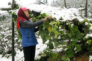 Rét đậm, rét hại còn kéo dài, vùng núi nhiều sương muối