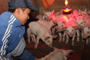 Công điện khẩn phòng chống rét cho cây trồng, vật nuôi