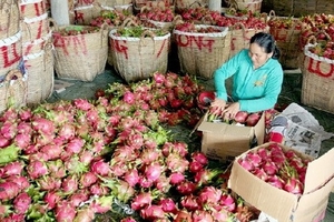 Cầu tăng mạnh, giá thanh long ở Tiền Giang tăng cao